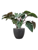 Philodendron 'Red Beauty' in Baq Raindrop Grond (Vulkastrat)