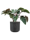 Philodendron 'Red Beauty' in Baq Vertical Rib Grond (Vulkastrat)