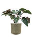Philodendron 'Red Beauty' in Baq Vertical Rib Grond (Vulkastrat)