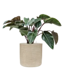 Philodendron 'Red Beauty' in Baq Dune Grond (Vulkastrat)