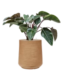 Philodendron 'Red Beauty' in Baq Dune Grond (Vulkastrat)