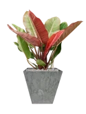 Philodendron 'Prince of Orange' in Artstone Grond (Vulkastrat) Grond (Vulkastrat)