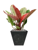 Philodendron 'Prince of Orange' in Artstone Grond (Vulkastrat) Grond (Vulkastrat)