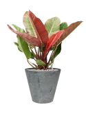 Philodendron 'Prince of Orange' in Artstone Grond (Vulkastrat) Grond (Vulkastrat)