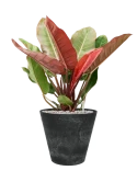 Philodendron 'Prince of Orange' in Artstone Grond (Vulkastrat) Grond (Vulkastrat)
