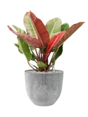 Philodendron 'Prince of Orange' in Artstone Grond (Vulkastrat) Grond (Vulkastrat)