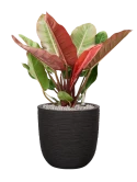 Philodendron 'Prince of Orange' in Capi Nature Rib NL Grond (Vulkastrat) Grond (Vulkastrat)