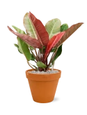 Philodendron 'Prince of Orange' in Terra Cotta Grond (Vulkastrat) Grond (Vulkastrat)