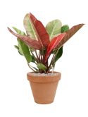 Philodendron 'Prince of Orange' in Terra Cotta Grond (Vulkastrat) Grond (Vulkastrat)
