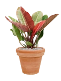 Philodendron 'Prince of Orange' in Terra Cotta Grond (Vulkastrat) Grond (Vulkastrat)