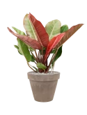 Philodendron 'Prince of Orange' in Terra Cotta Grond (Vulkastrat) Grond (Vulkastrat)