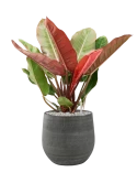 Philodendron 'Prince of Orange' in Esra Grond (Vulkastrat)