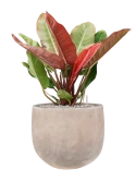 Philodendron 'Prince of Orange' in Terra Cotta Omar Grond (Vulkastrat) Grond (Vulkastrat)