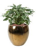 Philodendron 'Xanadu' in Moda Hydrocultuur