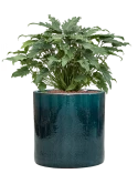 Philodendron 'Xanadu' in Cylinder Hydrocultuur