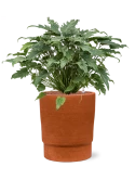 Philodendron 'Xanadu' in Chao Hydrocultuur
