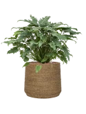 Philodendron 'Xanadu' in Bohemian Hydrocultuur Hydrocultuur