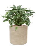 Philodendron 'Xanadu' in Baq Dune Hydrocultuur