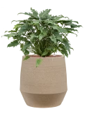 Philodendron 'Xanadu' in Humus Hydrocultuur