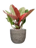Philodendron 'Prince of Orange' in Mountain Grond (Vulkastrat)