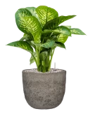 Dieffenbachia seguine 'Reeva' in Mountain Grond (Vulkastrat)