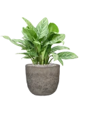 Aglaonema 'Stripes' in Mountain Grond (Vulkastrat)