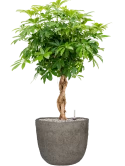 Schefflera arboricola 'Compacta' in Mountain Grond (Vulkastrat)