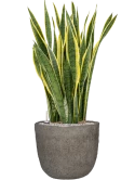 Sansevieria trifasciata 'Laurentii' in Mountain Grond (Vulkastrat)