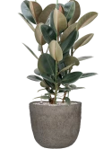 Ficus elastica 'Abidjan' in Mountain Grond (Vulkastrat)