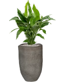 Spathiphyllum 'Sweet Lauretta' in Mountain Grond (Vulkastrat) Grond (Vulkastrat)