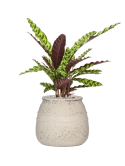 Calathea insignis in Mediterranean Grond (Vulkastrat)