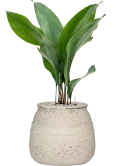Aspidistra elatior in Mediterranean Grond (Vulkastrat) Grond (Vulkastrat)