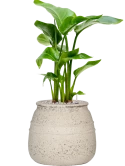 Strelitzia nicolai in Mediterranean Grond (Vulkastrat) Grond (Vulkastrat)