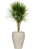 Dracaena marginata in Mediterranean Grond (Vulkastrat) Grond (Vulkastrat)