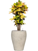 Croton (Codiaeum) variegatum 'Mrs. Iceton' in Mediterranean Grond (Vulkastrat) Grond (Vulkastrat)