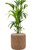 Kentia (Howea) forsteriana in Baq Naturescast Grond (Vulkastrat) Grond (Vulkastrat)