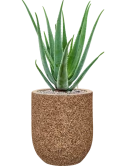 Aloe vera barbadensis in Baq Naturescast Grond (Vulkastrat)