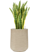 Sansevieria trifasciata 'Laurentii' in Baq Dune Grond (Vulkastrat)