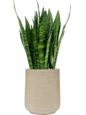 Sansevieria zeylanica in Baq Dune Grond (Vulkastrat)