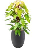 Philodendron 'Painted lady' in Grigio Hydrocultuur