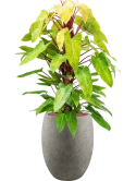 Philodendron 'Painted lady' in Grigio Hydrocultuur