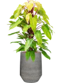 Philodendron 'Painted lady' in Cement & Stone Hydrocultuur