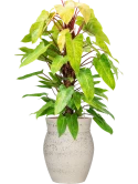 Philodendron 'Painted lady' in Mediterranean Hydrocultuur