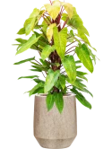 Philodendron 'Painted lady' in Mineral Hydrocultuur
