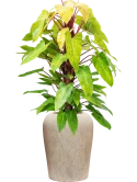 Philodendron 'Painted lady' in Mineral Hydrocultuur