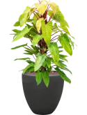 Philodendron 'Painted lady' in Baq Polystone Plain Hydrocultuur