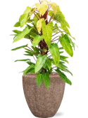 Philodendron 'Painted lady' in Baq Polystone Rough Hydrocultuur