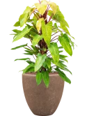 Philodendron 'Painted lady' in Baq Polystone Plain Hydrocultuur