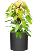 Philodendron 'Painted lady' in Refined Hydrocultuur