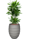 Dracaena fragrans 'Janet Lind' in Bordo Hydrocultuur